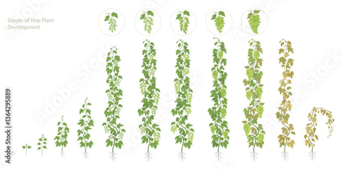 Hop Plant Growth Stages - Botanical Vector Illustration