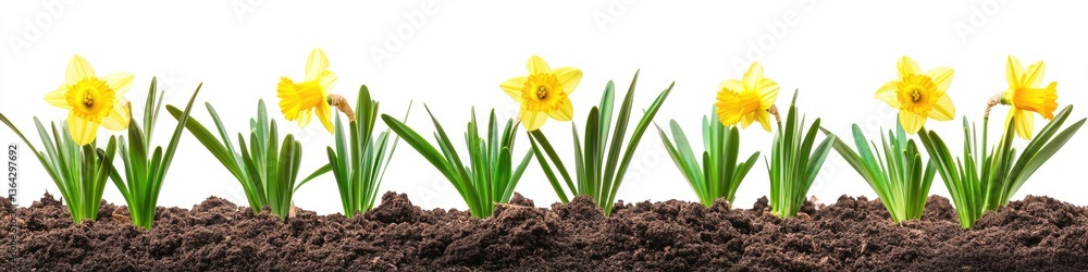 Spring Daffodils Growing in Soil (1) Spring Daffodils Growing in Soil (1)