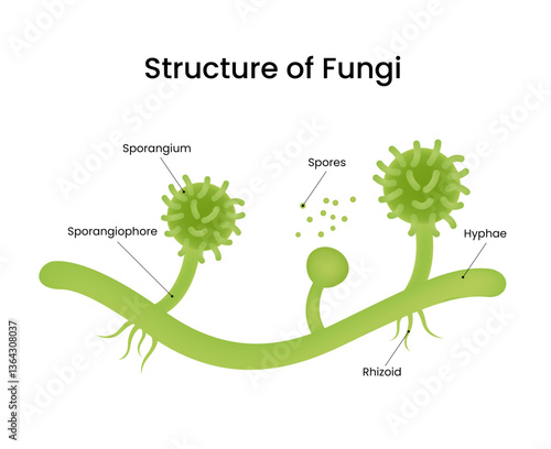 Diagram of Fungi Structure, Showing Hyphae, Spores, and Sporangia