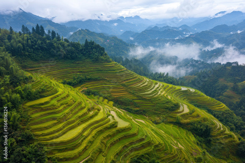 Morning view of green tea plantations and rice terraces in a lush mountain valley