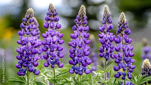 Vibrant Purple Lupine Flowers in Bloom Against a Soft Background