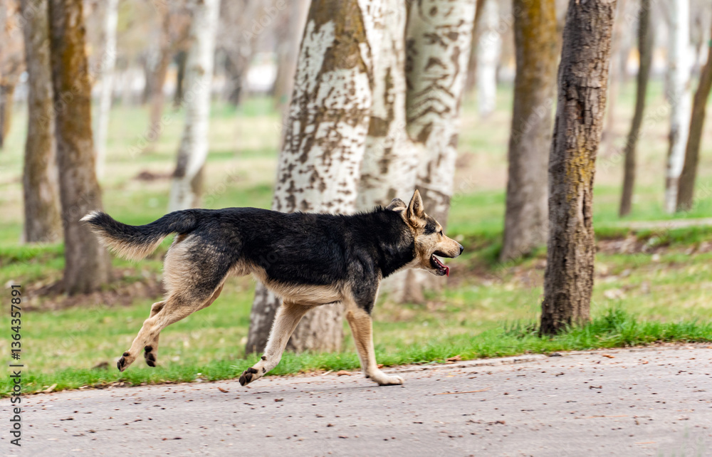Full-size portrait of a stray mongrel young dog that runs quickly through the park on an asphalt road in early spring, one of its paws touching the ground and three are in the air. Full-size portrait of a stray mongrel young dog that runs quickly through the park on an asphalt road in early spring, one of its paws touching the ground and three are in the air.