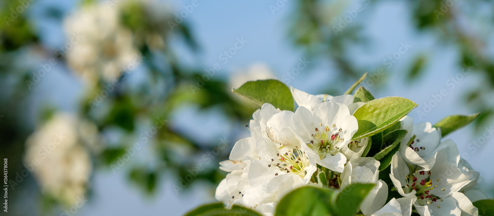 Fototapeta premium Close-up of white blossoms on a tree