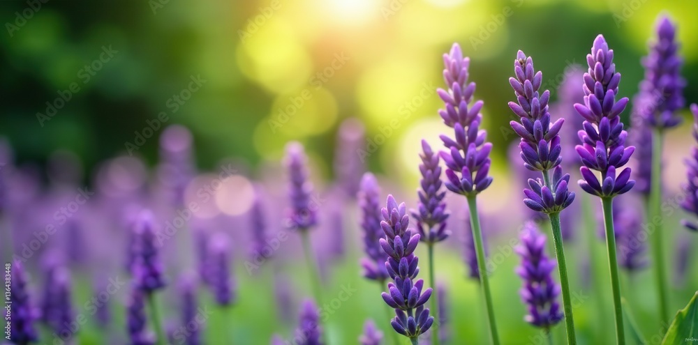 Obraz premium Close-up shot of vibrant purple lavender flowers in full bloom in a lush garden setting with a soft focus background, calm, vibrant