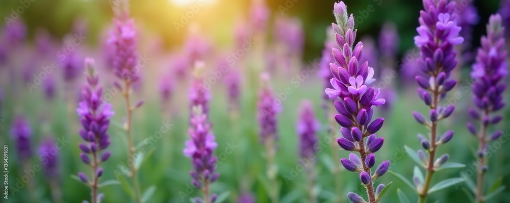 Obraz premium Close-up of vibrant purple Rosemary flowers blooming in a garden, Rosemary, texture