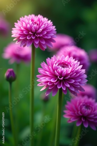 Close up of vibrant purple Pom-pom or Allium flowers in full bloom,  Pom-pom,  flowers