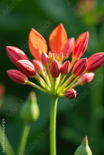 Close-up of vibrant wild milkweed flowers in Boulder, Colorado,  macro,  plant