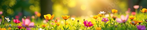 Colorful flower meadow with sunbeams and bokeh lights, summer nature background, wildflowers, spring concept,  background,  bokeh lights