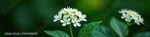 Delicate white flowers of Black Sambucus Sambucus nigra blooming on dark green background in spring garden,  Sambucus nigra,  macro