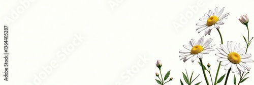 Chamomile plant with delicate flowers in outline illustration for essential oil ingredient, cosmetics, spa, aromatherapy, health care, alternative medicine,  outline,  illustration