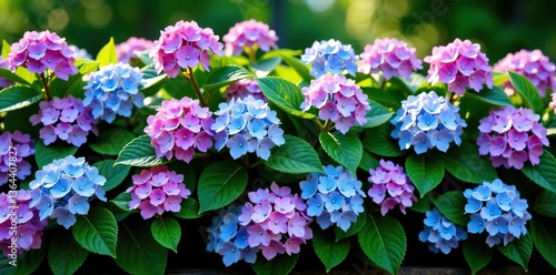 French hydrangea ornamental shrubs creating a lush garden hedge with vibrant purple and blue flowers,  spring,  lush