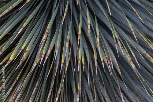 Wallpaper Mural close up of palm leaf Torontodigital.ca
