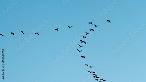 a flock of migratory birds in the sky
