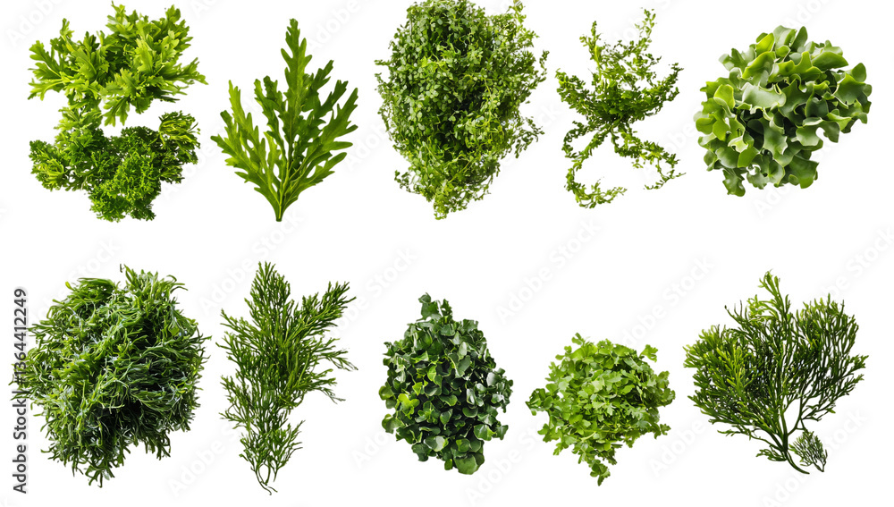 Fototapeta premium Green algae, in various shapes and sizes, with a transparent background