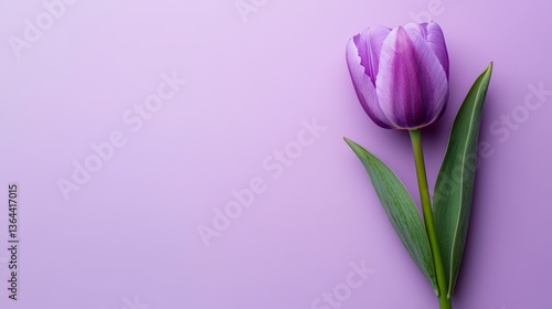 Stock photo of purple tulips on pastel purple background on pastel purple background. Space for copying text.