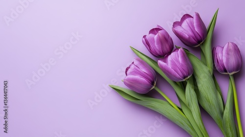 Stock photo of purple tulips on pastel purple background on pastel purple background. Space for copying text.