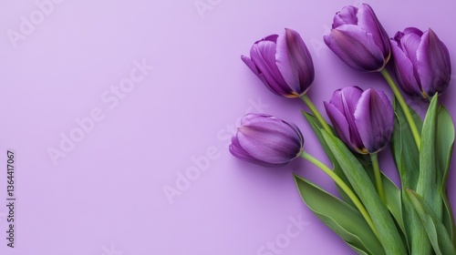 Stock photo of purple tulips on pastel purple background on pastel purple background. Space for copying text.