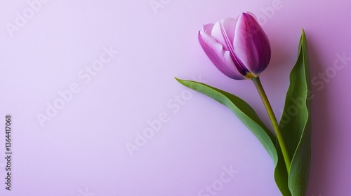 Stock photo of purple tulips on pastel purple background on pastel purple background. Space for copying text.