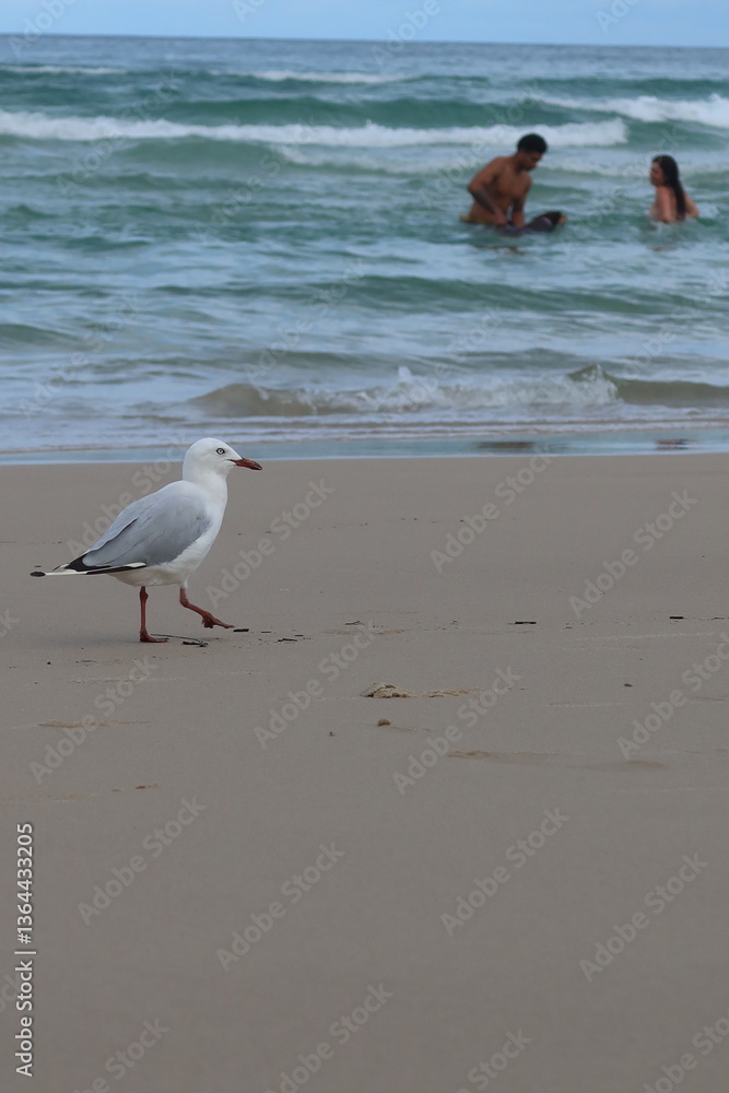 Seagull on the beach Seagull on the beach