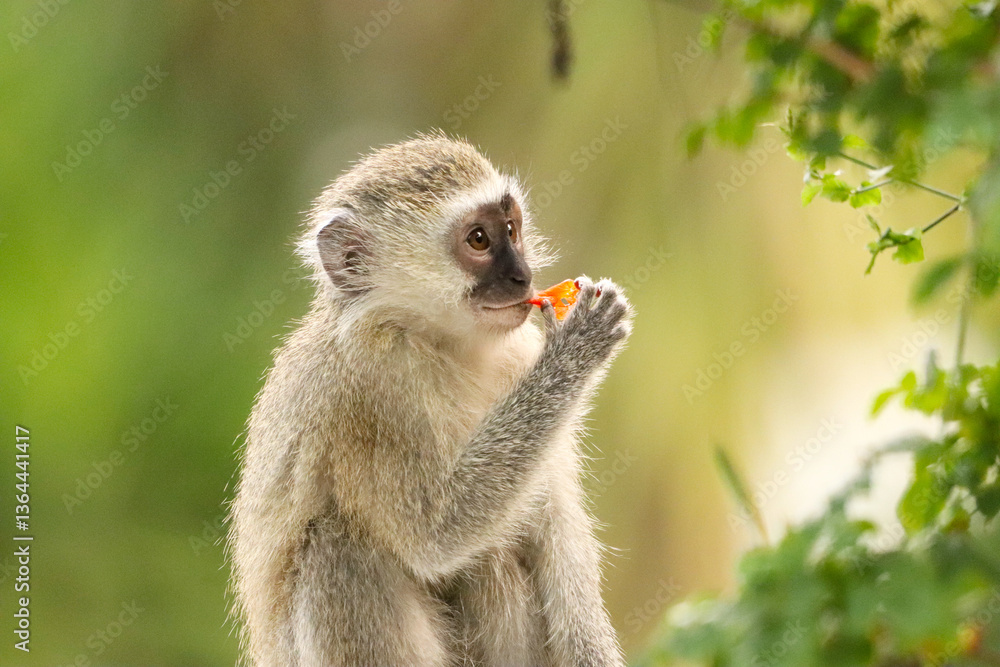 Naklejka premium Young vervet monkey eating honeysuckle flower