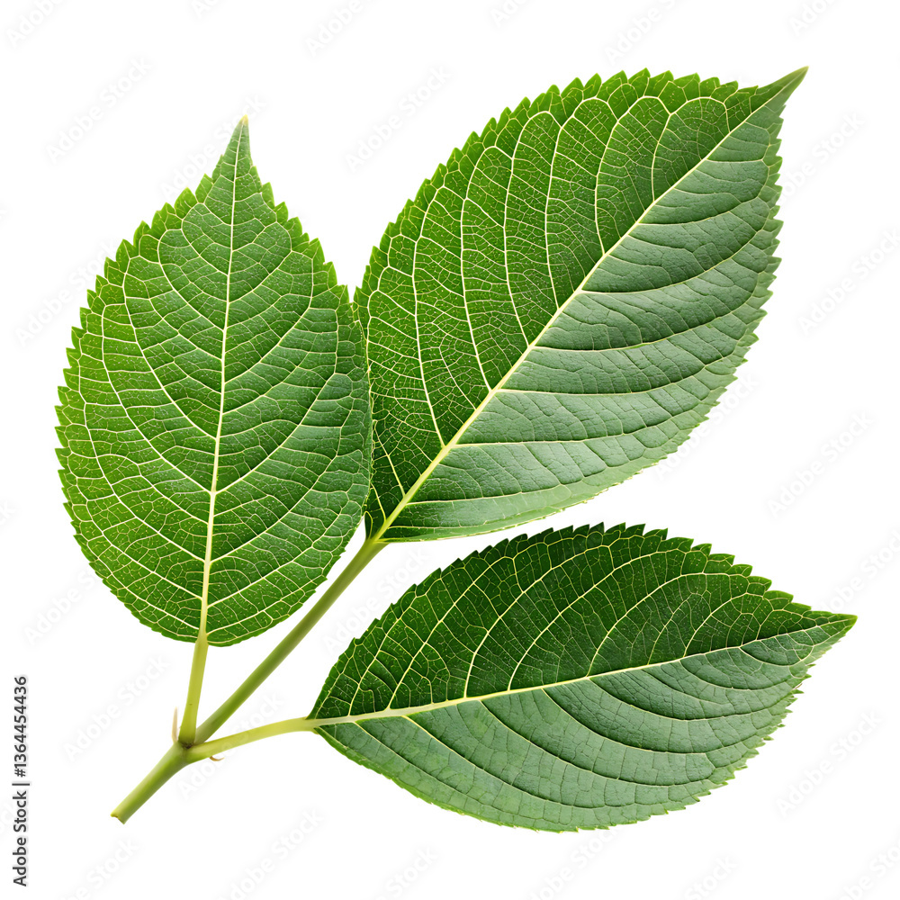 Fresh Green Leaves Isolated On Transparent Background png Fresh Green Leaves Isolated On Transparent Background png