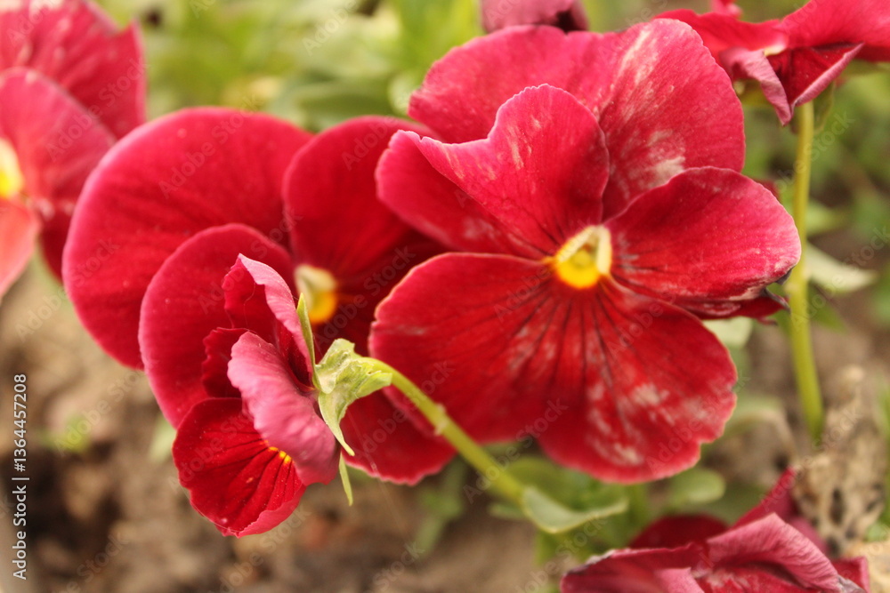 Naklejka premium beautiful red flower