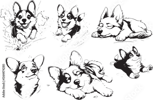 Collection of pedigree dogs . Black and white illustration of a dog corgi . Vector drowing of a pet .