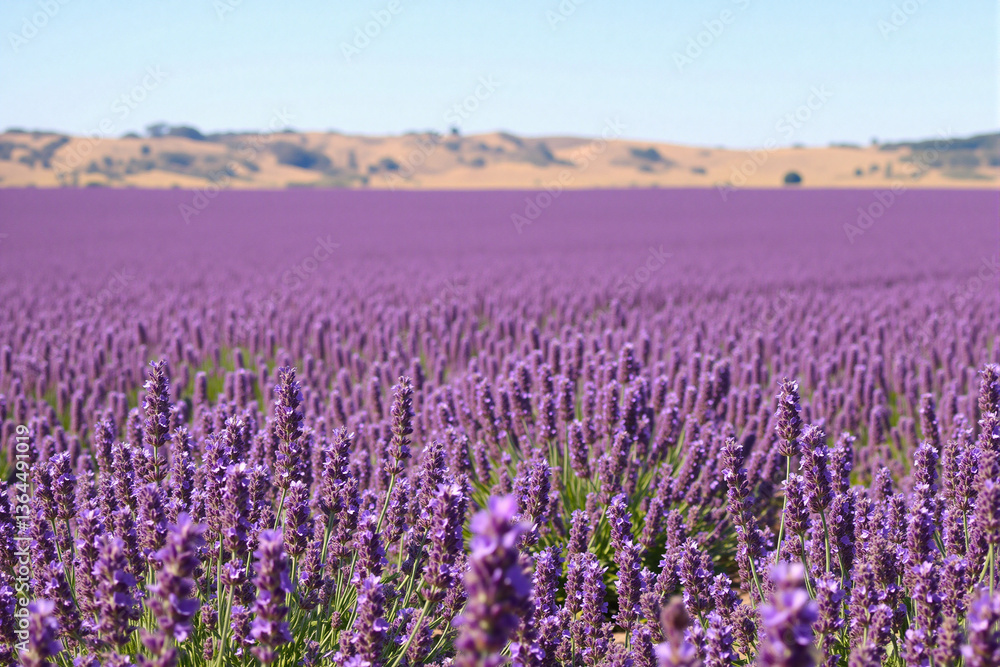 Obraz premium Lavender Field Blooming Under Clear Sky 