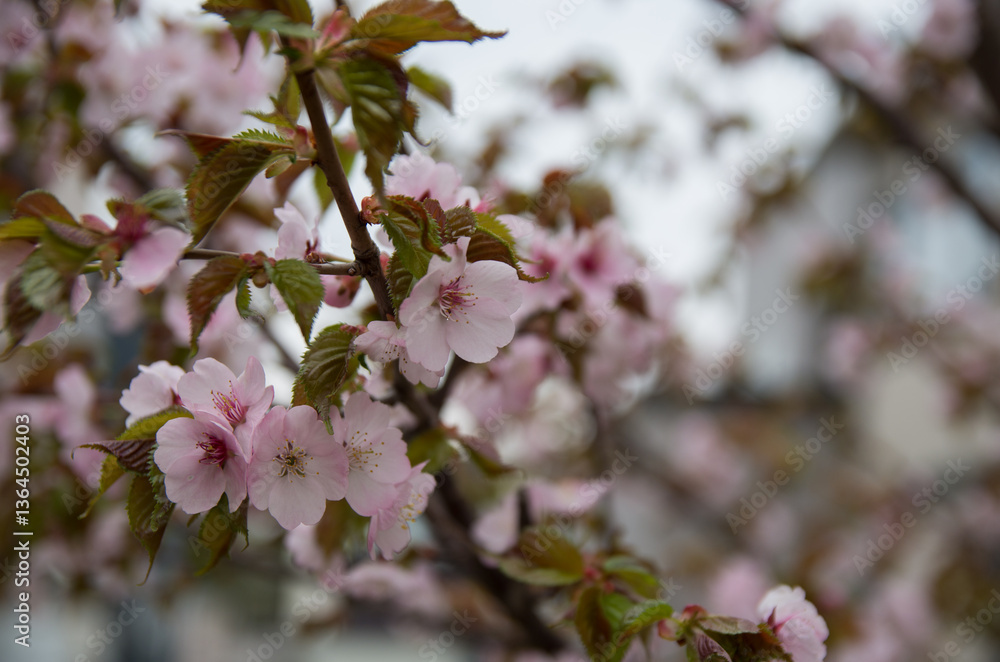 Obraz premium エゾヤマザクラ