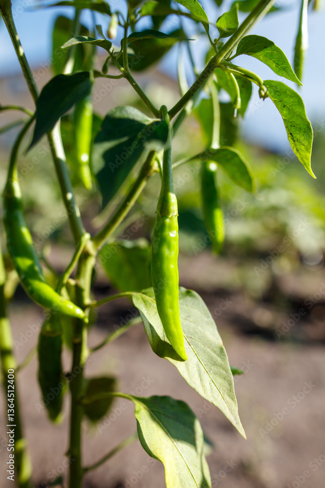 Obraz premium A green pepper plant with a green pepper hanging from it