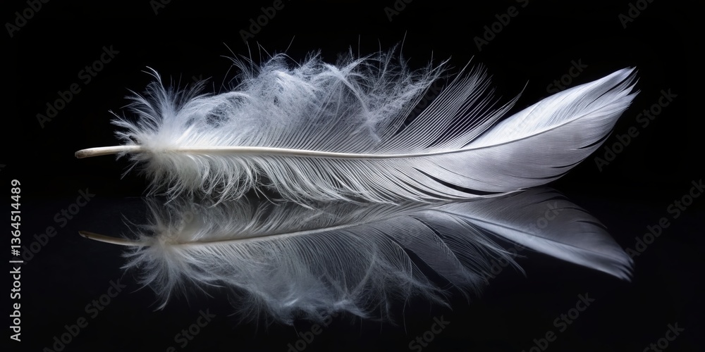 Obraz premium Serene White Feather on Black Reflective Surface - Minimalist Peace Tranquility Stock Photo