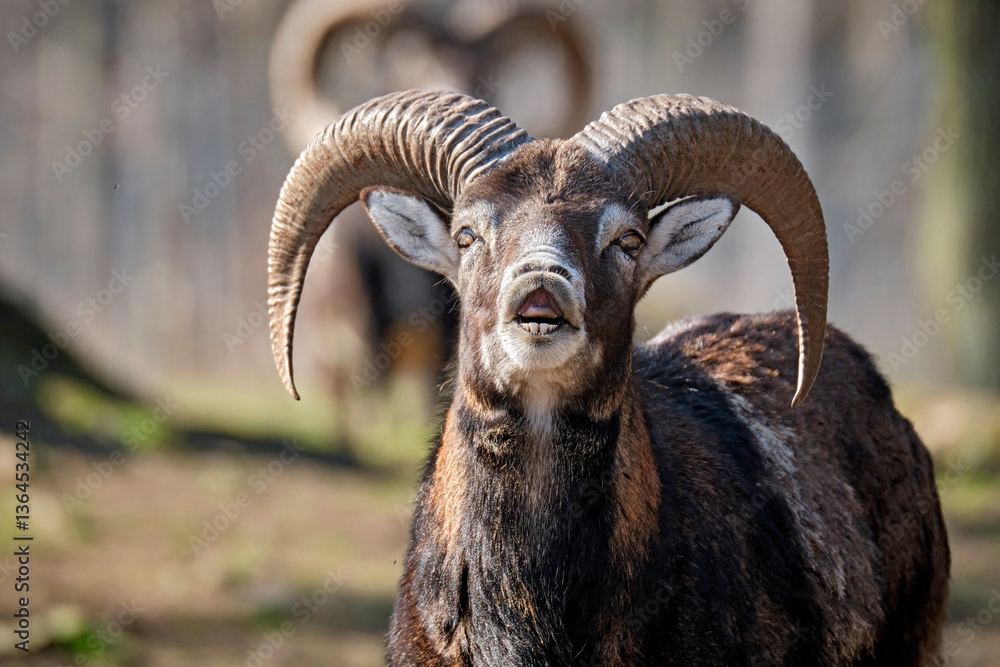 Mufflon ( Ovis orientalis musimon ). Mufflon ( Ovis orientalis musimon ).