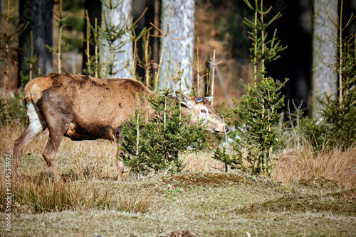 Fototapeta Naklejka Na Ścianę i Meble -  Rotwild ( Cervus elaphus ).