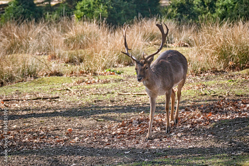 Fototapeta Naklejka Na Ścianę i Meble -  Damhirsch ( Dama dama ).