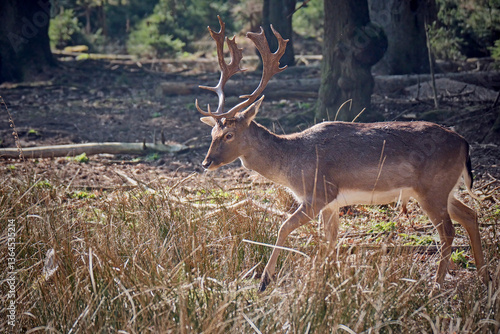 Fototapeta Naklejka Na Ścianę i Meble -  Damhirsch ( Dama dama ).