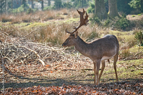 Fototapeta Naklejka Na Ścianę i Meble -  Damhirsch ( Dama dama ).