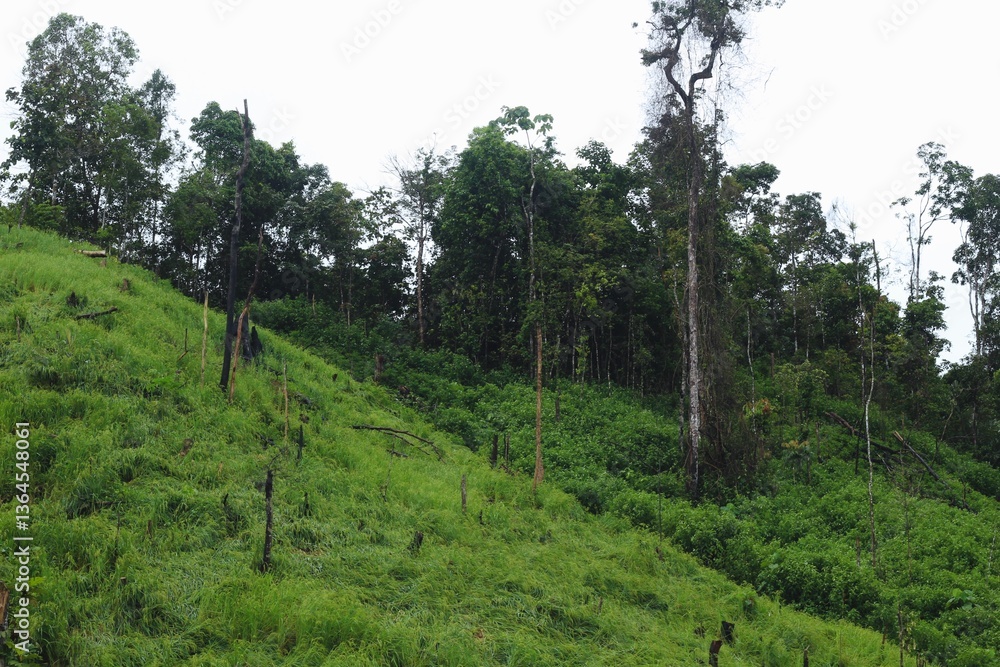 Fototapeta premium Rice Field or Paddy Field at Meratus Mountain, Borneo Rainforest, Indonesia.