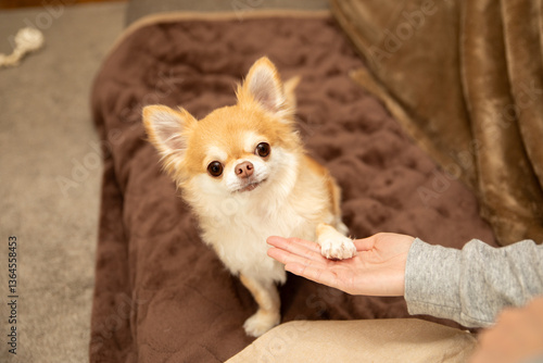 お手をするチワワとしつけをする女性