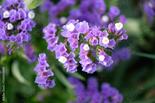 Purple statice is a garden plant in bloom