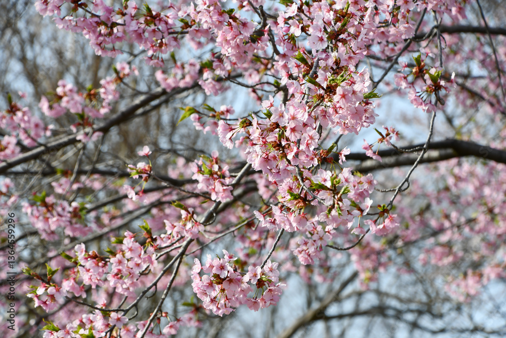 修善寺寒桜 修善寺寒桜