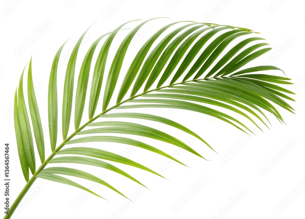 Obraz premium Vibrant Green Palm Frond Isolated on White Background Tropical Summer Nature Image