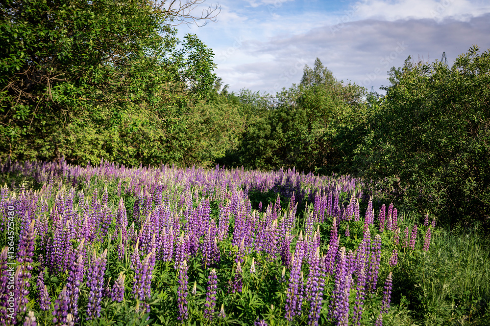 Landscape photo of lupine field on a beautiful summer day Landscape photo of lupine field on a beautiful summer day