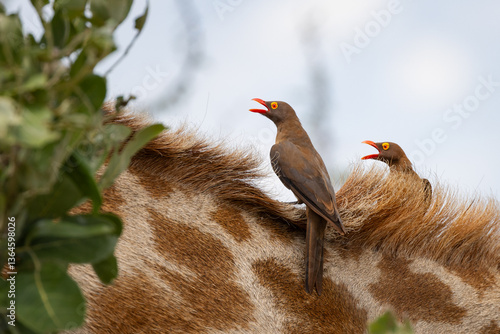 Red billed oxpeckers sitting on the back of a giraffe