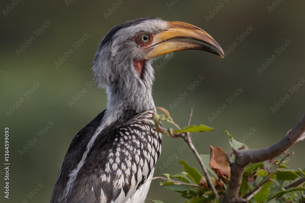 Obraz premium Southern yellow billed hornbill close up
