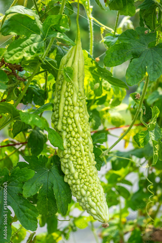 The fruit of bitter gourd or bitter melon (Momordica charantia) is hanging in a bitter gourd field. Bitter gourd is often used in Asian cuisine for its distinctive bitter taste. The fruit of bitter gourd or bitter melon (Momordica charantia) is hanging in a bitter gourd field. Bitter gourd is often used in Asian cuisine for its distinctive bitter taste.