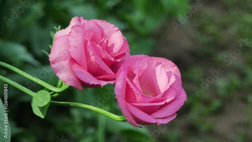 Wallpaper Mural Pink Lisianthus flowers are blooming Torontodigital.ca