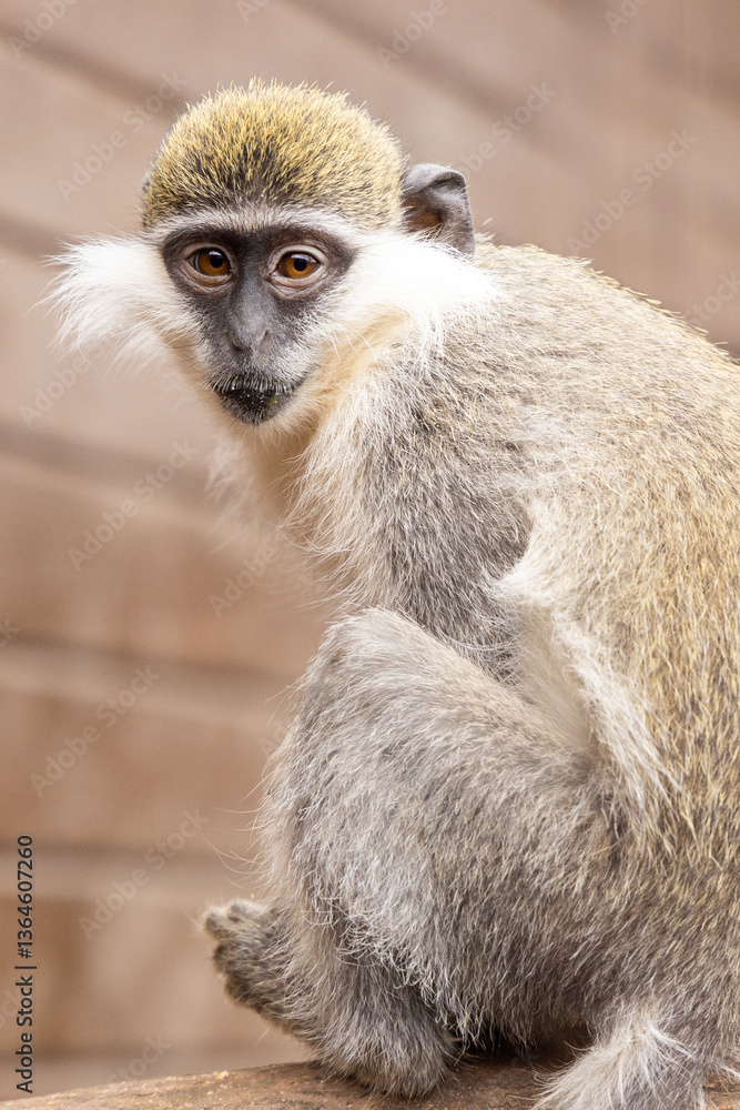 Obraz premium A gray-brown monkey sits on a wooden surface. A wooden wall is visible in the background. The image emphasizes the texture and color of the monkey's fur.