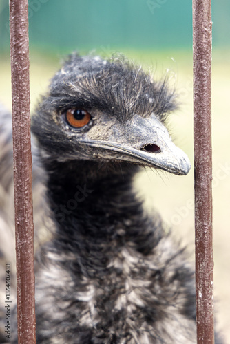 An emu, a large flightless bird with black and brown plumage, large brown eyes and a distinctive long beak. The bird is positioned behind metal bars, giving the impression of confinement or captivity.