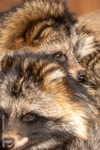 A close-up of two raccoon dogs. Their thick fur is multi-colored: brown, black and light shades. One of the animals is in the foreground, and the other is slightly behind.