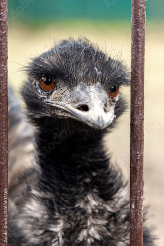 An emu, a large flightless bird with black and brown plumage, large brown eyes and a distinctive long beak. The bird is positioned behind metal bars, giving the impression of confinement or captivity.